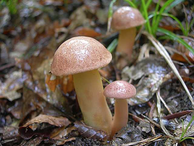 Aureoboletus gentilis     (Qul.)      Pouzar